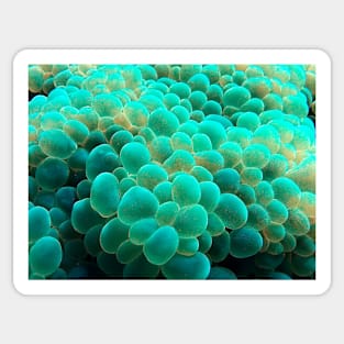 Bubble Coral Sticker